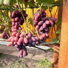 2 jährige Weinrebe Weintraube Tafeltraube Frühreifende "Zorenka"