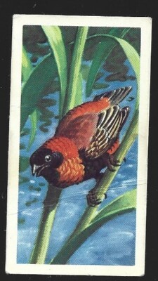 BROOKE BOND TEA CARD - TROPICAL BIRDS (1961) No.11 RED BISHOP BIRD