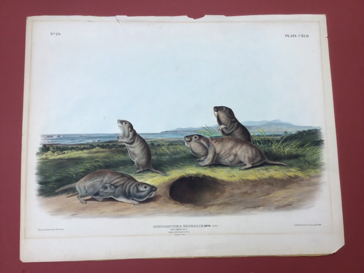 大学 割引 Edition Imperial Audubon 1848 Original 'The eBay | Rat' Camas 絵画