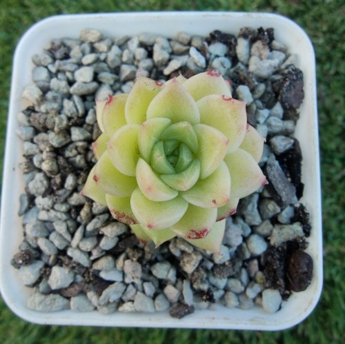 E. elegans'alba x E. ebony 4cm diameter Echeveria succulent - Picture 2 of 3