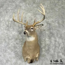 #30345 E | Whitetail Deer Taxidermy Shoulder Mount For Sale