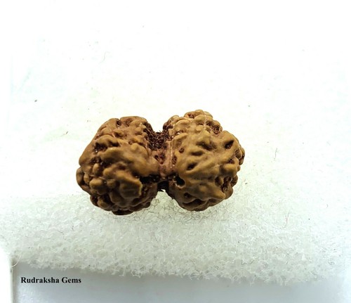 INDONESIAN GAURI SHANKAR RUDRAKSHA SHAIVA PARVATI ENERGISED CERTIFIED BEAD RUDRA - Picture 4 of 4