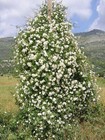 Foto 5 di 9