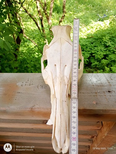 One Wild Boar Hog Skull Upper Part Teeth Fangs Tusks Tooth Home Decor Taxidermy - Picture 2 of 14