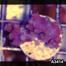 Item A3414SP3414 S WYSIWYG Aussie Ultra Unique Turbinaria Heronensis Frag