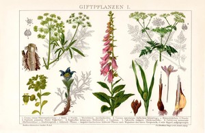 POISONOUS-PLANTS-COWBANE-HEMLOCK-FOXGLOVE-CROCUS-Lithograph-1892-historic-print