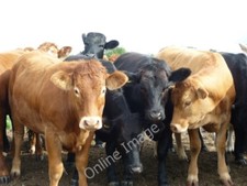 Photo 6x4 Walking the Howardian Hills and beyond #123 Great Barugh Who sa c2010