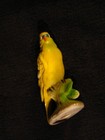 Foto 4 di 14