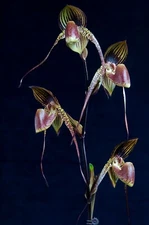 LARGE DARK PETALS MULTIFLORAL PAPH ORCHID PRIMARY Wossner Black Wings NBS