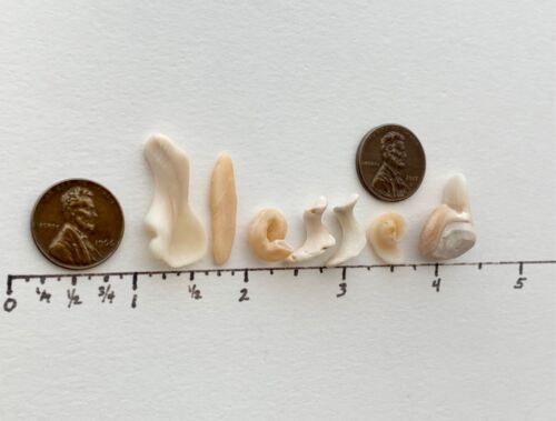 Frammento di conchiglia da spiaggia a forma di lettera naturale BENEDETTA ARTIGIANATO CIOTTOLI ARTE USA - Foto 6 di 11