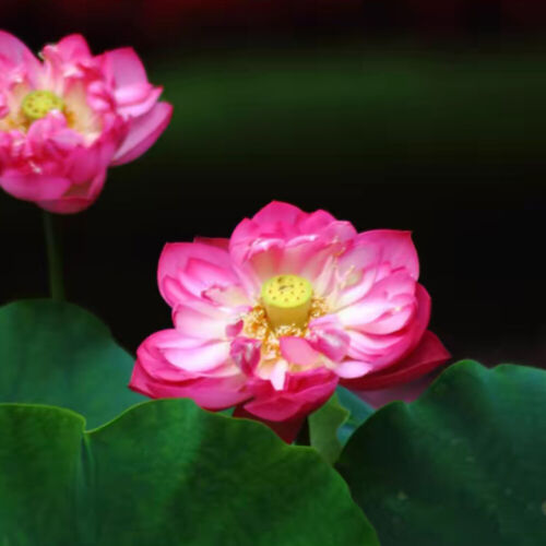 10PCS Water Lily Se-eds Hydroponic Plants Lotus Potted Plants Lotus Flower - Picture 16 of 20