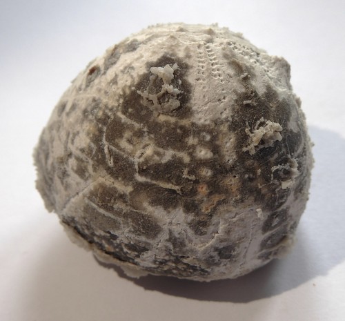 Sehr detailreicher Seeigel:Echinocorys sulcata als schöner Steinkern Limfjord DK - Bild 3 von 6