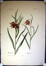 FRITILLARIA Alexander Asgrauw - Copper from Hortus Nitidissimus TREW around 1760!