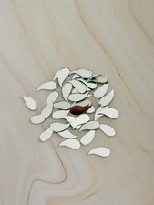Curvy Leaf Shape Craft Mirrors 100 Pcs 8x16 MM Resin Art, Craft Mosaic Tiles