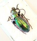 Carabidae : Chrysocarabus solieri liguranus  M - Italia