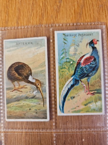 Allen and Ginter cigarette cards, birds of the tropics 1889 part set - Picture 2 of 4