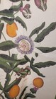 Needlepoint Canvas rug, wall, Flower, Passiflora Caerulea, Passion Flower 70x43