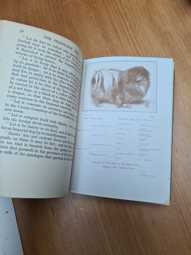 The Pekingese Dog 1932 1st Edition hardback book by Mrs Ashton Cross - 第 6/11 張圖片