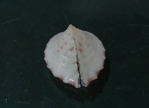 Corculum Impressum 23.6 mm F+++/GEM TINY SIZE gorgeous SMALL heart beauty WOW - Picture 6 of 8