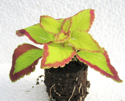 Buntnessel Velvet Coleus Steckling mit Erdballen für Zimmer Kübel Balkon Beet D. - Bild 3 von 3