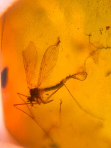 Diptera mosquito fly Burmite Myanmar Burmese Amber insect fossil dinosaur age - Imagen 6 de 8
