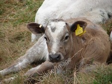 Photo 6x4 Too good to eat Freiston Shore Beautiful brown eyes and a cuddl c2009