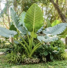 *UNCLE CHAN* BULB GIANT ELEPHANT EAR TARO Colocasia gigantea VERY RARE EDIBLE *UNCLE CHAN* BULB GIANT ELEPHANT EAR TARO Colocasia gigantea VERY RARE EDIBLE