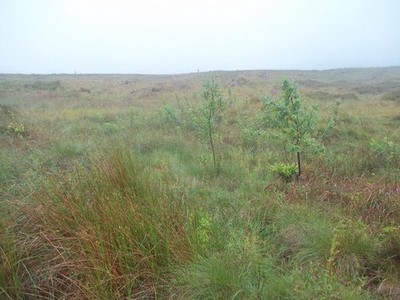 Foto A3 Jungbaum Wachstum auf Federbett Moos Tiefclough Setzlinge - evtl. c2015