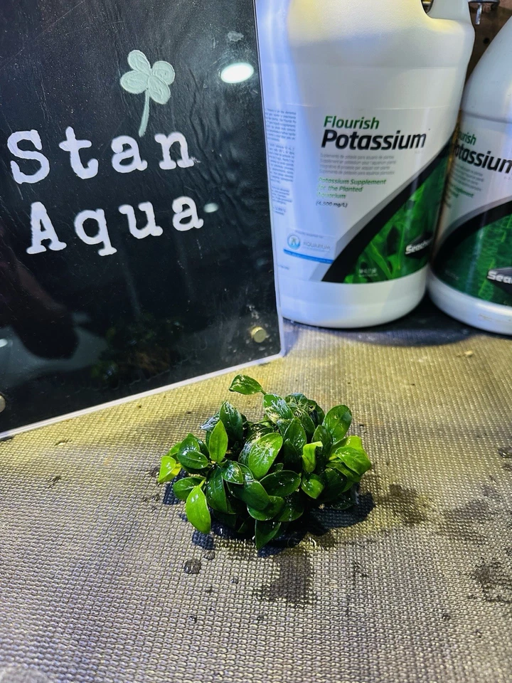 FREE EXPRESS Anubias Nana Petite one Big Clumb (10+ Stem) Aqurium plants - image 2 of 4