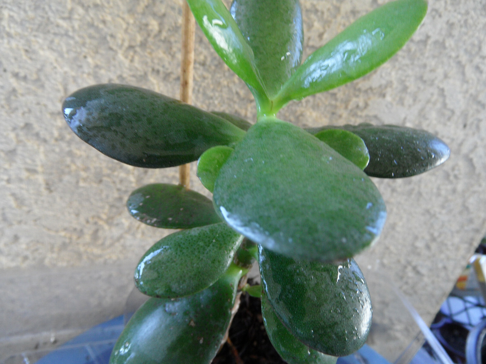 Picture 5 of 11