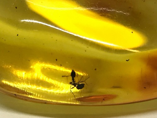 COLGANTE ÁMBAR INSECTO Regalo Fósil Báltico Natural Amarillo Piedra Preciosa Genuina 8g 17438 - Imagen 2 de 12