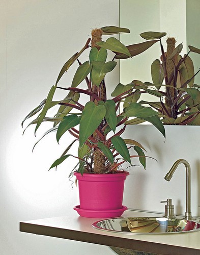 9 Farben 12 Größen Blumentopf mit Untersetzer Pflanzkübel Topf Kübel Blumentöpfe - Bild 23 von 101