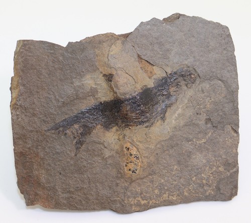 Schmelzschupper, Elonichthys sp., Perm, Jeckenbach, Deutschland -i468 - Bild 2 von 4