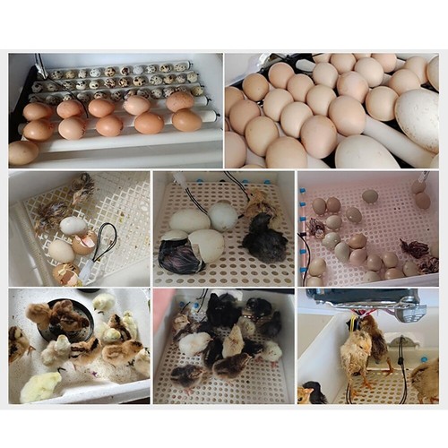 For Chicken Goose Bird Quail Pigeon Eggs Incubator Fully Automatic Hatchery Tool - 第 5/12 張圖片