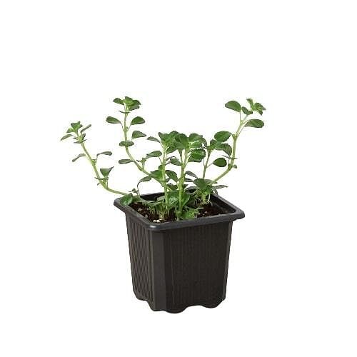 Nettle 'Baby's Tear'-4" Pot - Picture 5 of 10