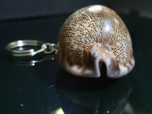 Key Chain Keyring seashell sea Natural Fashion Lovely Pendant Charms Bag Hanging - Imagen 6 de 10