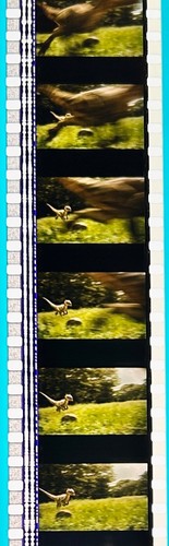 Jurassic Park 3 2001 Very Rare Unmounted 35mm Film Cells - Picture 36 of 51