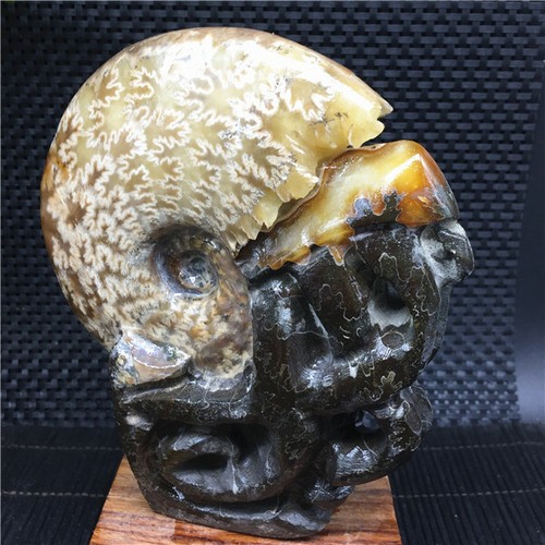 663g Hand carving Rare Natural conch Ammonite fossil specimens of Madagasca X524 - Picture 7 of 11