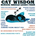 6 Pack Cats Wisdom Pet Novelty Aluminium Coasters With Cork Feet + Gift Box