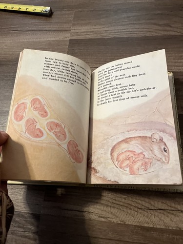Mousekin's Woodland Birthday by Miller, Edna Hardcover 1974 Library Book - Picture 9 of 10