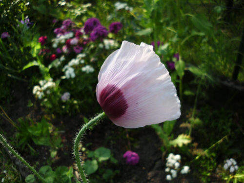 3 Sorten Tabaksamen 3x1000 + Schlafmohn 1000 Samen Tobacco & Poppy Seeds 2024 - Bild 8 von 9