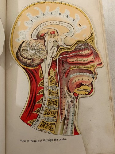 Vitalogy Encyclopedia of Health and Home Wood & Ruddock 1907 Edition HC Rare - Bild 10 von 18