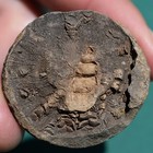 Gastropod Fossil embedded in Coral from Bolivia Devonian Loxonema Glabrum