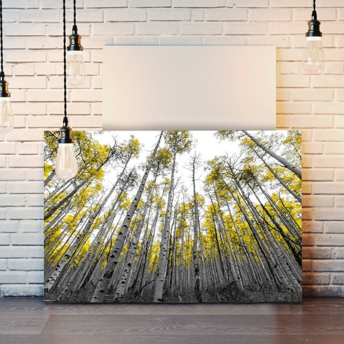 Schwarz Weiß Gelb Blätter Espen Bäume Leinwand Wandbild Bild Druck 30mm Tief - Bild 2 von 9