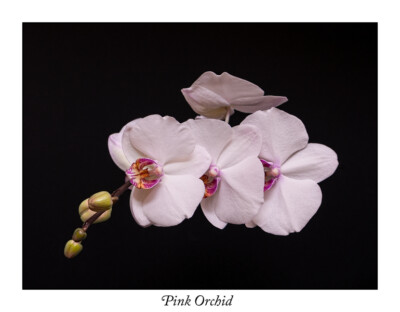 Rosa Orchidee auf schwarz schwarzem Boden Fine Art Giclee Druck