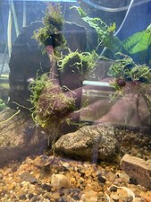 Large: 6 Floating Java Moss Balls Live Aquarium Plant Decoration. Aquarium Grown