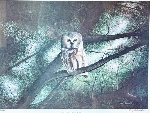 Impresión enmarcada firmada de Bob Timberlake "Lua Whet Owl in Cedar" 21x25 arte limitado - Imagen 6 de 9