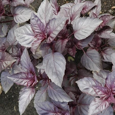 Dark Opal Basil Seeds | Heirloom / Non-GMO | Free Shipping | Seed Store | 1128