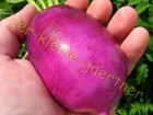 RIESIGES RADIESCHEN RIESENBUTTER VIOLETT RADIES RADISH ZART & KNACKIG 50 SAMEN