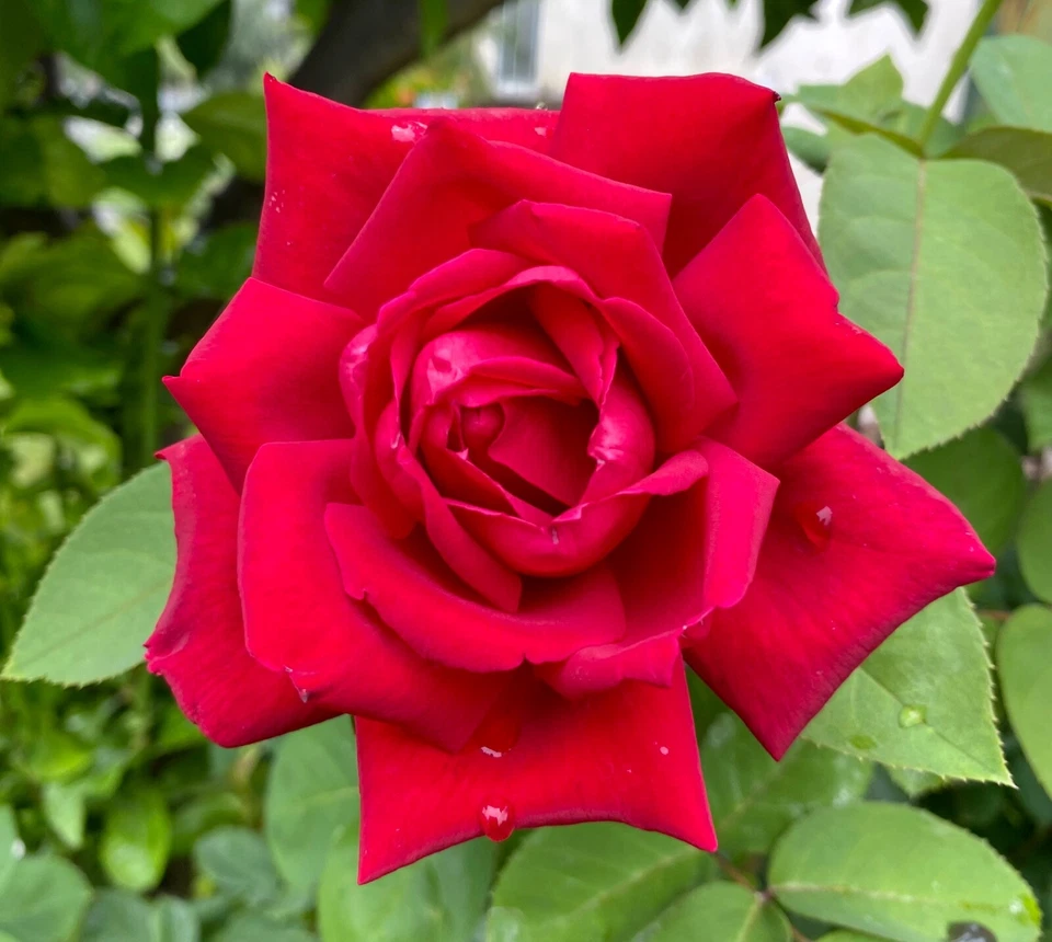 Rose Bush VELVET RED 5 Unrooted Live Flower Plant Cuttings For Grafting - Image 2 of 4